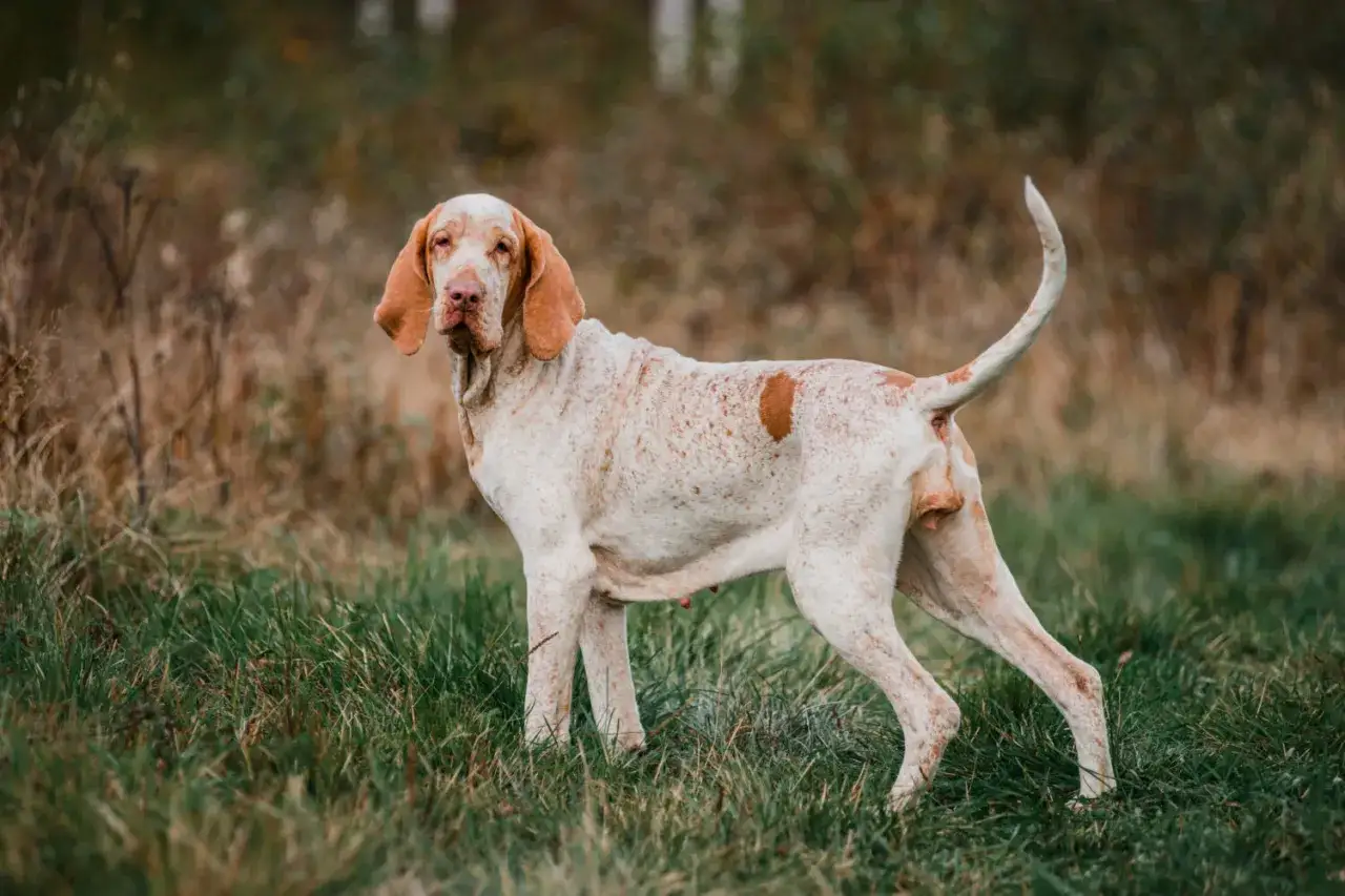 Ein eleganter Bracco Hund mit orangefarbenen Flecken steht auf einer grünen Wiese.
