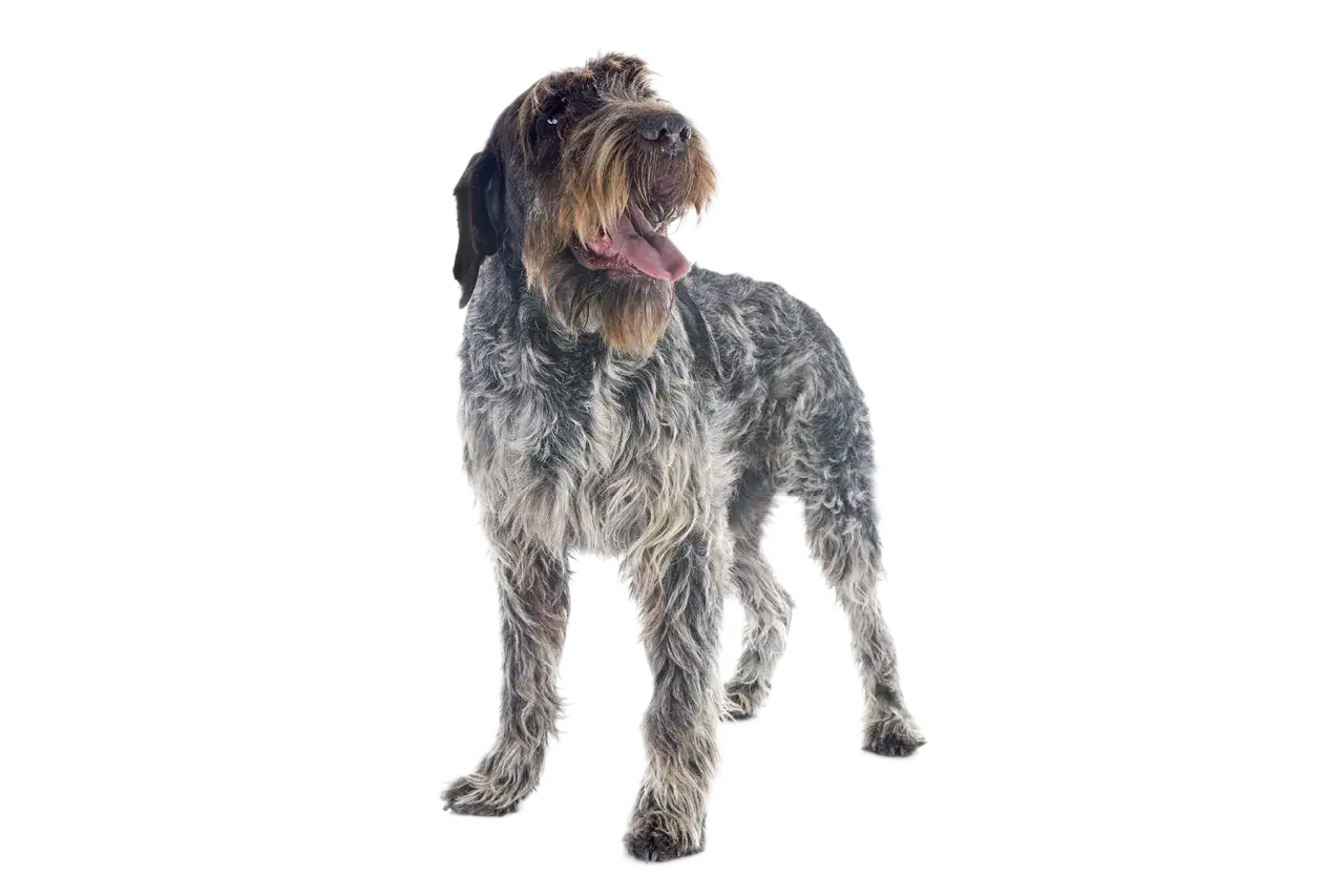 Ein stattlicher spanischer Pointer mit struppigem Fell und heraushängender Zunge blickt neugierig zur Seite.