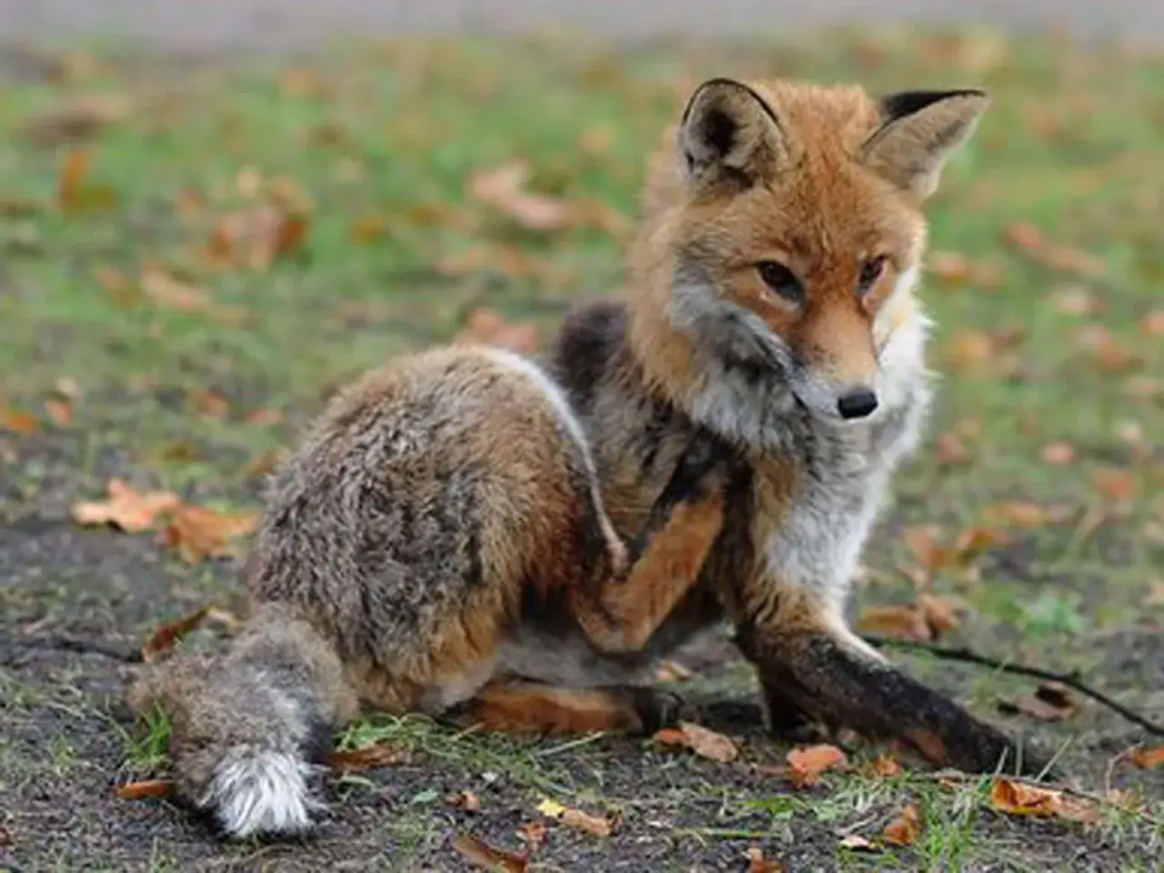 Ein roter Fuchs kratzt sich im Herbstlaub.