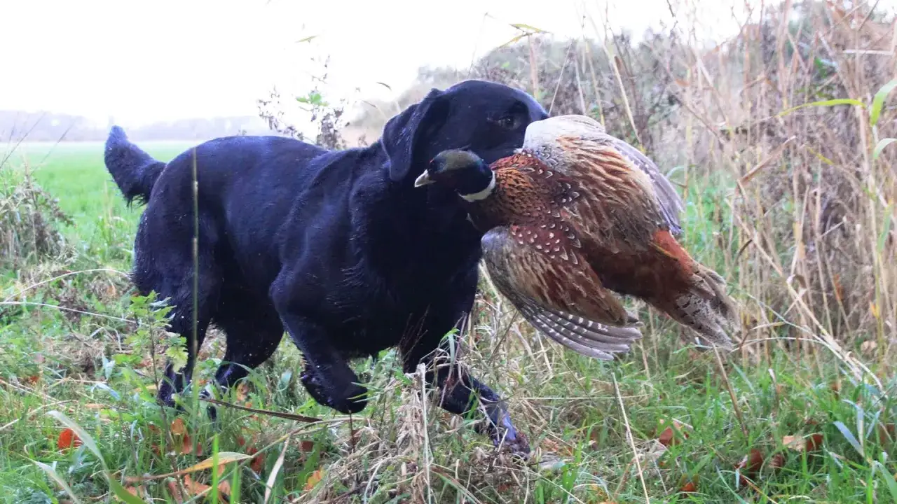 Schwarzer Labrador trägt erlegten Fasan. Dies ist ein Beispiel für die Arbeit eines Jagdhundes, wie sie bei einer Treibjagd üblich ist.