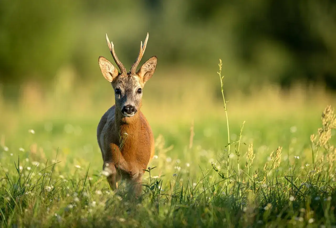 Ein junger Knopfbock steht im goldenen Abendlicht auf einer blumenübersäten Wiese und blickt neugierig in die Kamera.