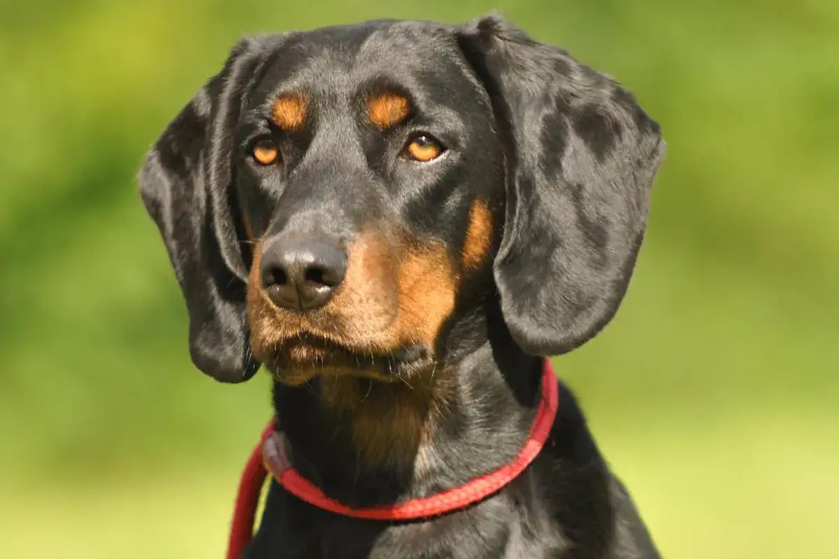 Schwarzer Hund mit braunen Abzeichen und rotem Halsband, wachsam. Ein wichtiger Hinweis zur Aujeszky'schen Krankheit in Bayern für Hundehalter.