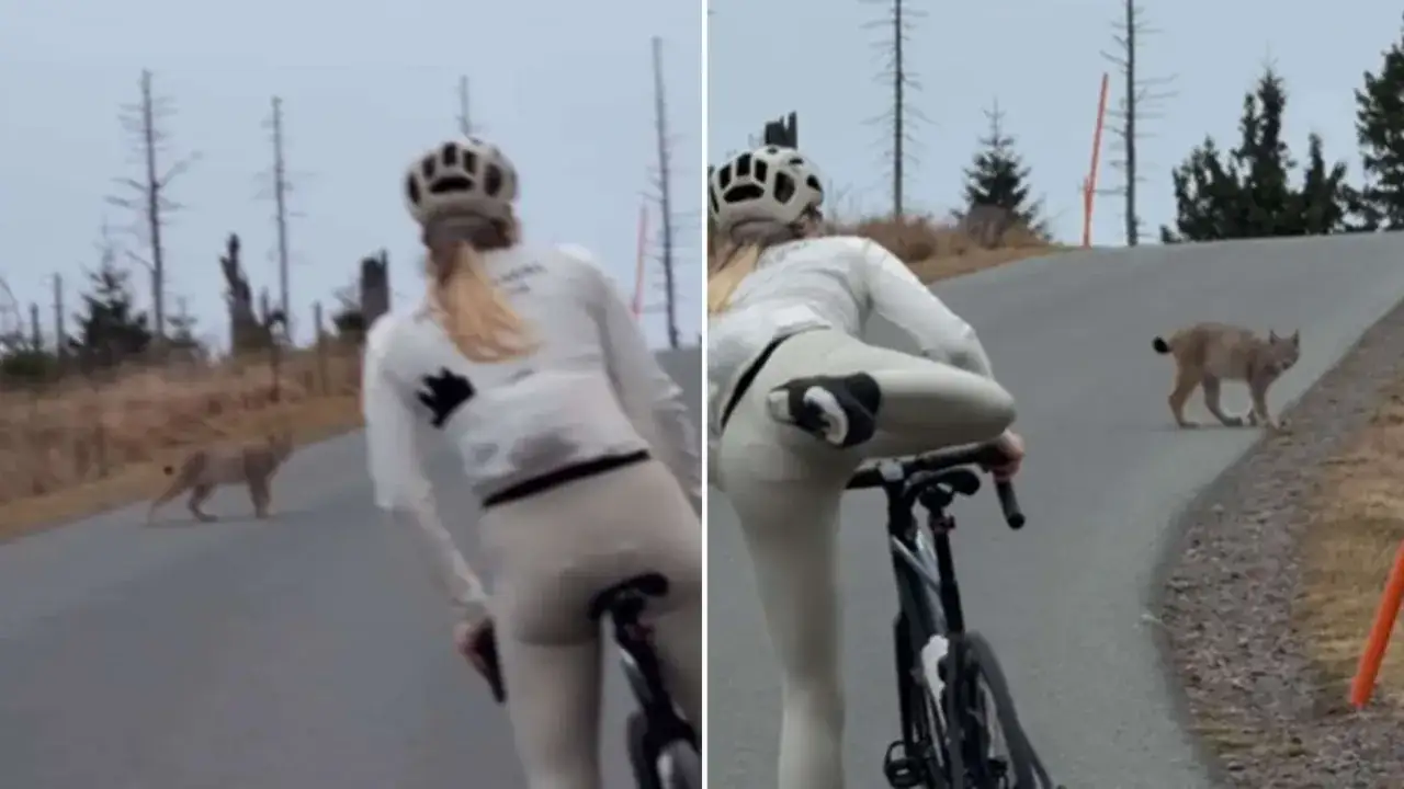 Radfahrerin trifft auf Luchs. Ein Luchs-Angriff auf einen Menschen ist hier nicht zu sehen, nur eine Begegnung in der Natur.
