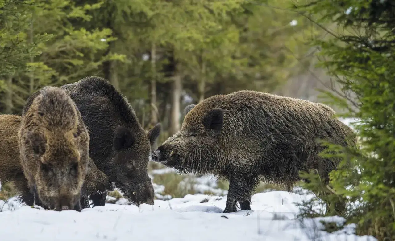 Ein Keiler, ein männliches Wildschwein, mit beeindruckenden Hauern steht im Schnee. Zwei weitere Wildschweine suchen Futter.