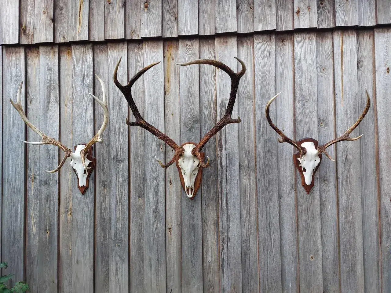 Drei Hirschköpfe mit Geweihen, die an einer Holzwand hängen. Ein beeindruckender Hirsch Klasse 3, der die Natur widerspiegelt.
