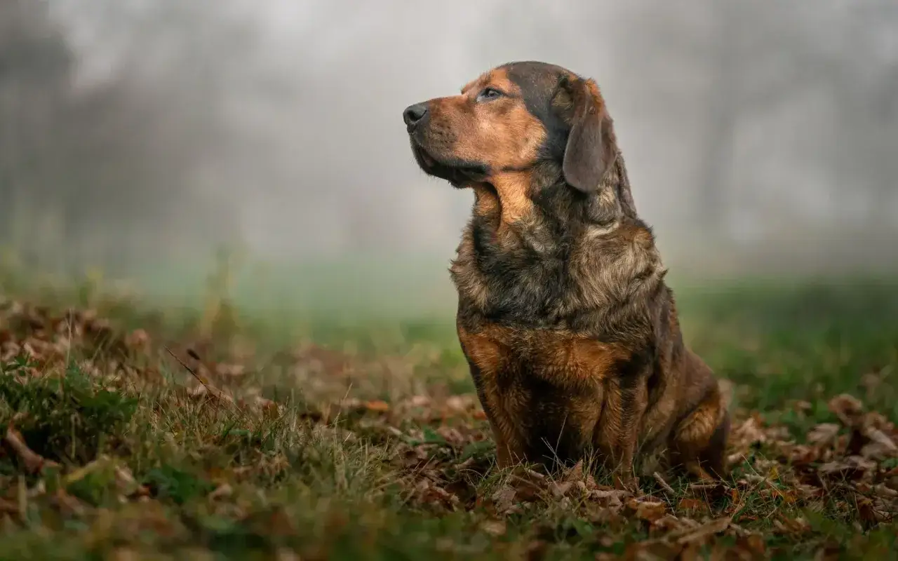 Ein brauner Hund sitzt im Gras, umgeben von Herbstlaub. Verschiedene Bracke Arten sind bekannt für ihre Ausdauer.