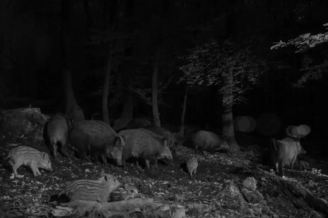 Wildschweine mit Frischlingen im Wald bei Nacht. Nachtsicht mit IR-Strahler erlaubt einen Blick auf die nachtaktiven Tiere.