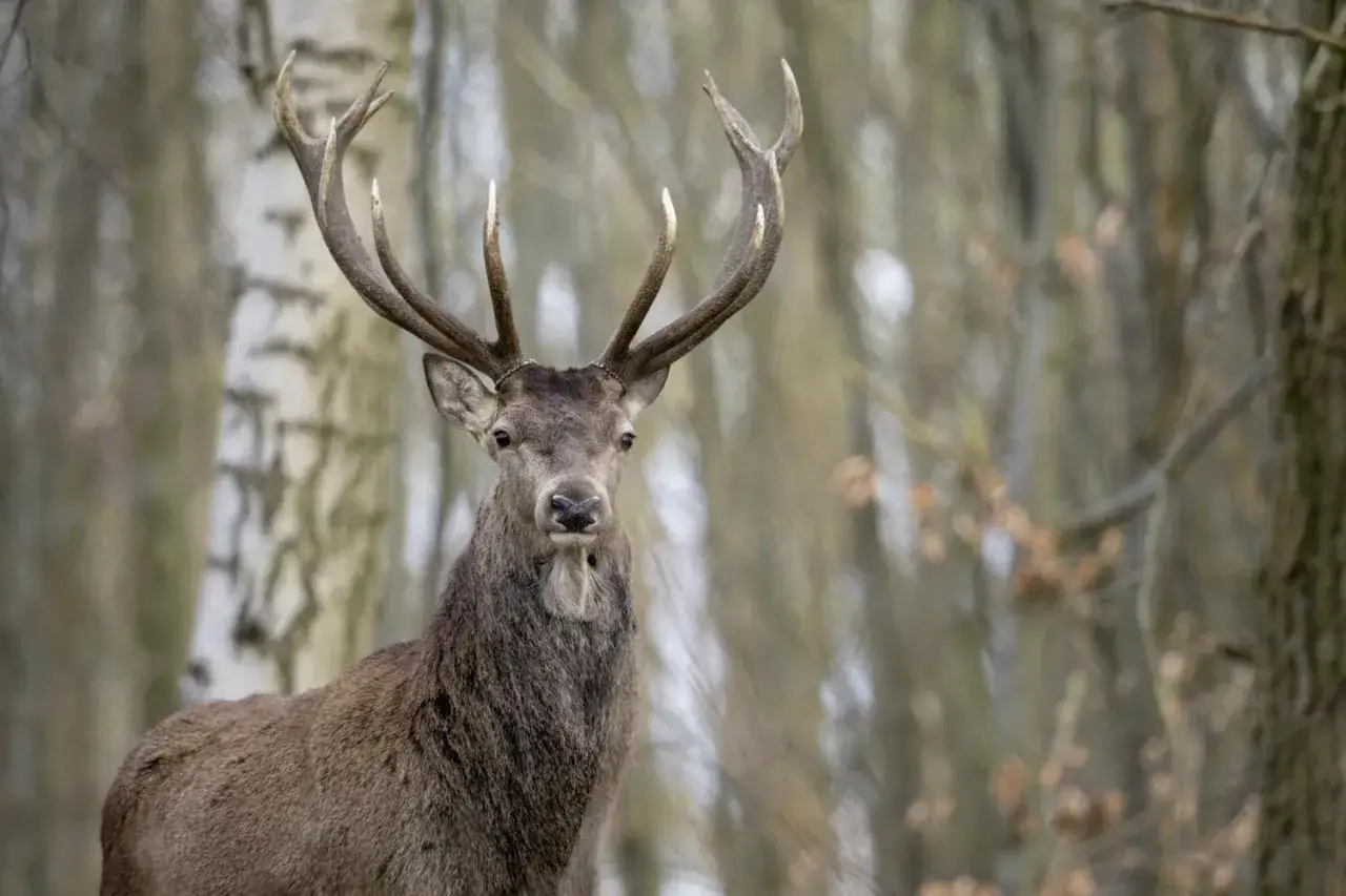 Majestätisches Rotwild ansprechen: Ein Hirsch mit beeindruckendem Geweih blickt aufmerksam in die Kamera, umgeben von Bäumen im Wald.