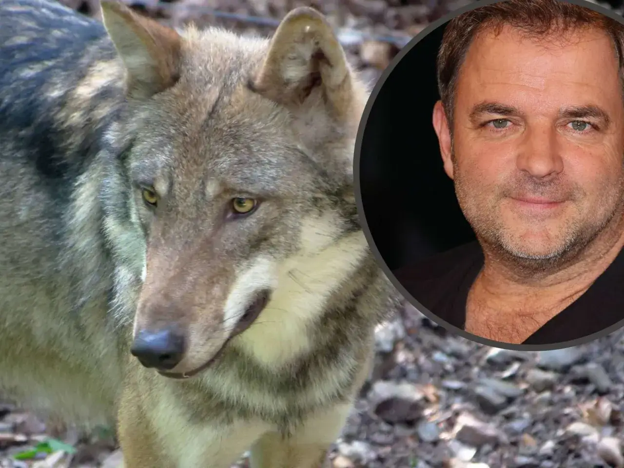 Ein Wolf blickt nachdenklich, während im Hintergrund ein Mann zu sehen ist. Die Rückkehr der Wölfe in Deutschland ist ein Thema, das viele beschäftigt.