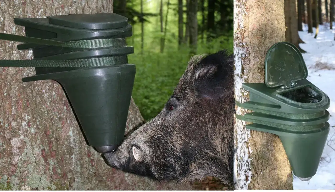 Wildschwein am Futterautomaten, ein nützliches Werkzeug für die Jagd.