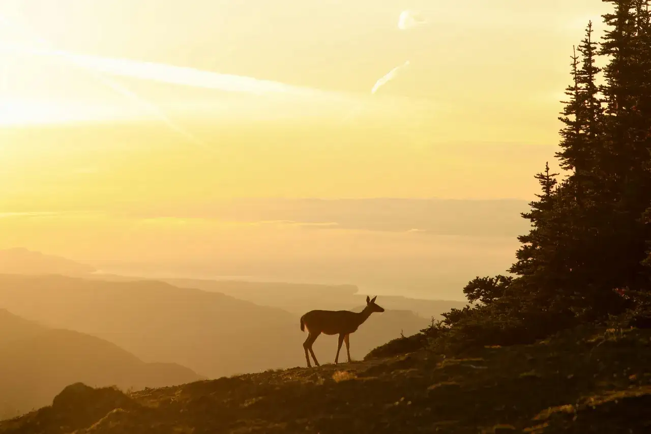 Ein Reh steht im goldenen Licht des Sonnenuntergangs auf einem Bergr&uuml;cken. Dies zeigt, wann sind Rehe aktiv: in der D&auml;mmerung.