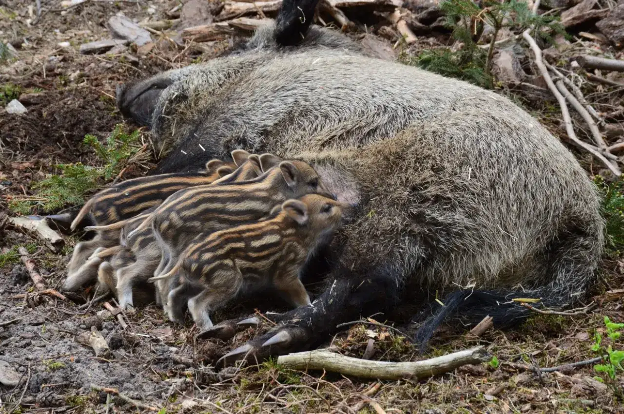 Mehrere Frischlinge saugen an der Muttersau. Bilder von Schwarzwild ansprechen.