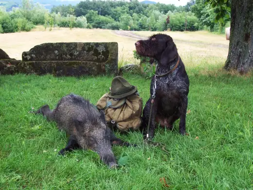 Deutsch-Drahthaar für die Jagd - Ausbildung und Revierwahl