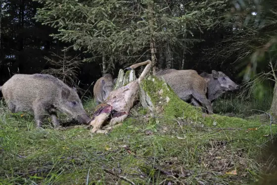 Fressen Wildschweine Rehe? Was Revierfunde wirklich bedeuten