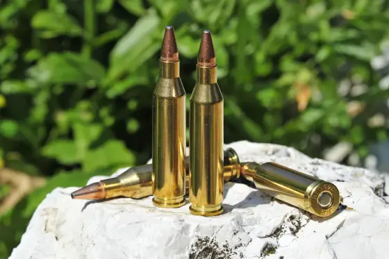 Ist die .243 Winchester für Sauen geeignet? Recht und Praxis