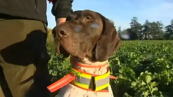 Aujeszkysche Krankheit in Bayern - So schützen Sie Jagdhunde