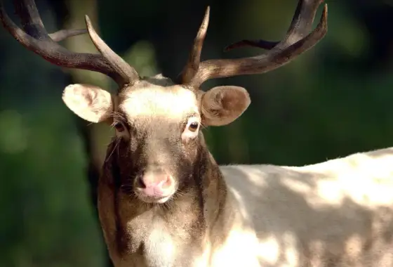 Damwildjagd in Niedersachsen - Jagdzeiten und wichtige Regeln