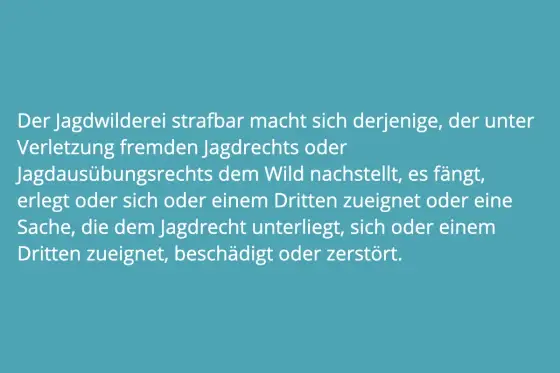 Jagdwilderei in Deutschland - Strafen und richtiges Verhalten