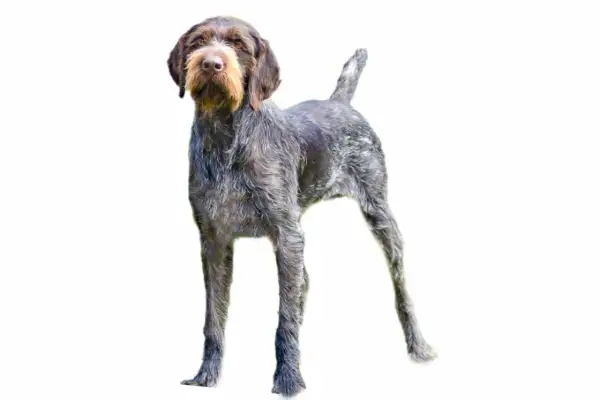 Ein Deutsch Stichelhaar Drahthaar Hund mit struppigem Fell und Bart. Der Unterschied liegt im Fell, aber beide sind tolle Jagdhunde.