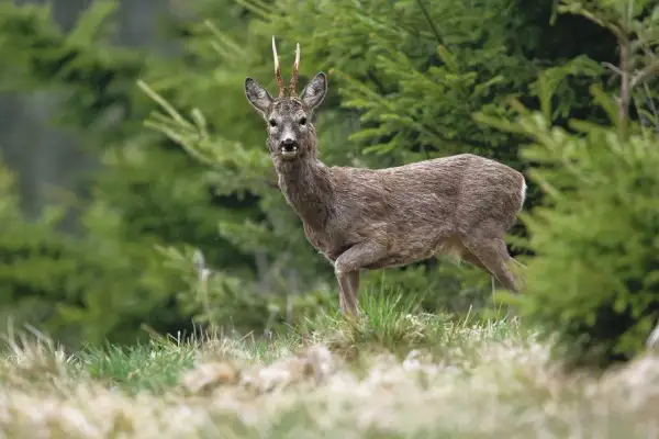 Ein Rehbock mit ungewöhnlichem Geweih steht im Wald.