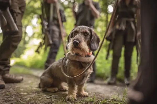 Ein Rauhaardackel mit Halsband und Leine, bereit für die Jagd. Jagdhund Zubehör ist hier im Einsatz.