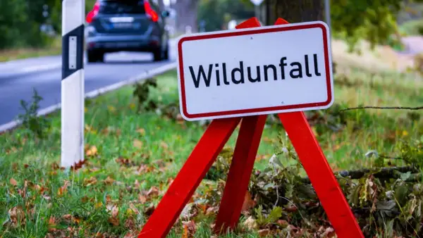 Warnschild "Wildunfall" am Straßenrand. Ein Auto fährt vorbei. Was tun bei einem Wildunfall? Vorsicht ist geboten.
