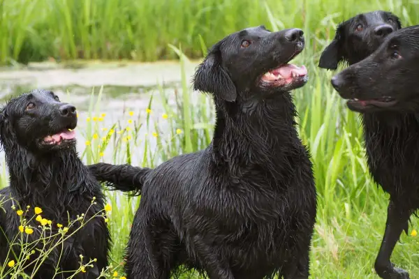 Drei nasse Flat Coated Retriever im Schilf. Hoffentlich sind sie gesund und haben keine Flat Coated Retriever Krankheiten.