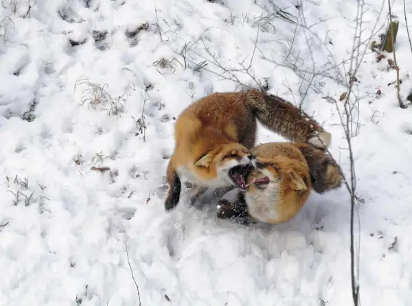 Zwei rotfüchse im winterlichen Schnee, die spielerisch miteinander raufen und ihre Zähne zeigen.