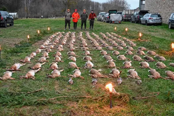 Eine Treibjagd: Hunderte Hasen liegen aufgereiht im Gras, vier Jäger stehen dahinter. Fackeln beleuchten die Szene.