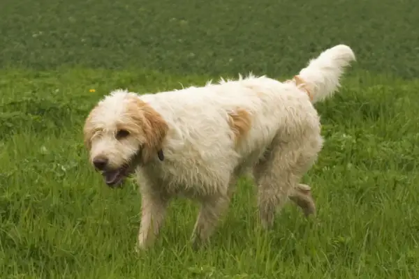 Ein flauschiger Griffon Jagdhund mit hellbraunen Flecken läuft fröhlich über eine grüne Wiese.