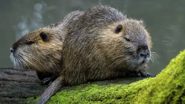 Zwei Nutrias ruhen auf einem moosbewachsenen Baumstamm am Wasser. Sie scheinen aufmerksam, vielleicht auf der Suche nach Nahrung, was an nutria jagen erinnert.