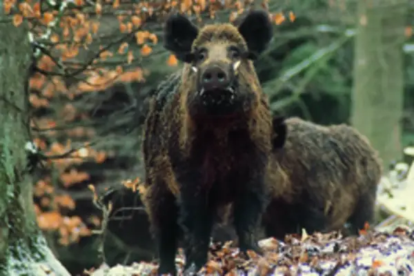 Zwei Wildschweine im Wald. Das vordere Tier blickt direkt in die Kamera. Man kann die Borsten und die Hauer gut erkennen.