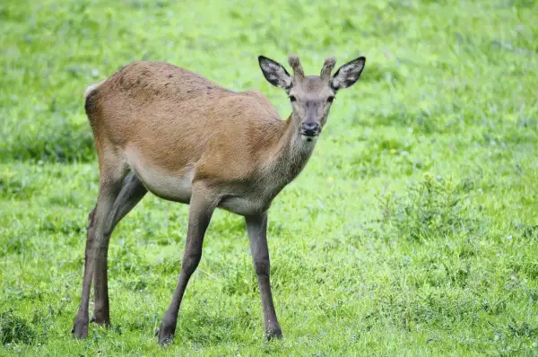 Ein junges Rotwild steht auf einer grünen Wiese und blickt neugierig in die Kamera.