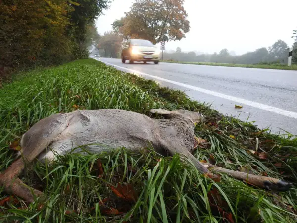 Ein angefahrenes Reh liegt im Gras neben einer nassen Straße. Autos fahren vorbei, eines davon mit eingeschalteten Scheinwerfern.