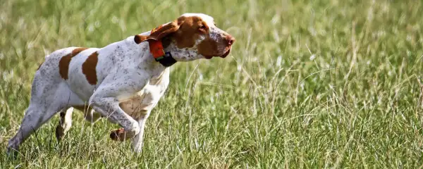 Ein weiß-brauner Bracco Hund mit orangefarbenem Halsband läuft durch hohes Gras.