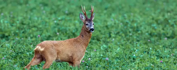 Ein kapitaler Bock steht im grünen Klee.