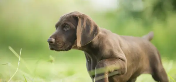 Brauner Welpe einer der Schweisshunde Rassen, mit grünen Augen, steht im Gras.