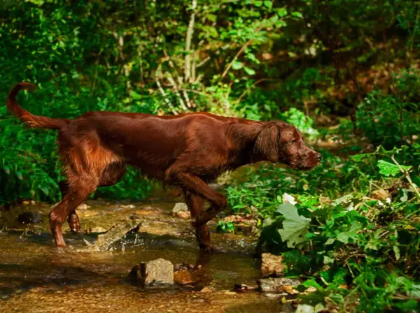 Brauner deutscher Wachtelhund durchquert Bachlauf im Wald, bereit für die Jagd.