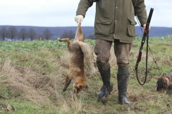 Jäger hält erlegten Fuchs hoch. Ein Hund wartet geduldig. Die Fuchsjagd war erfolgreich.
