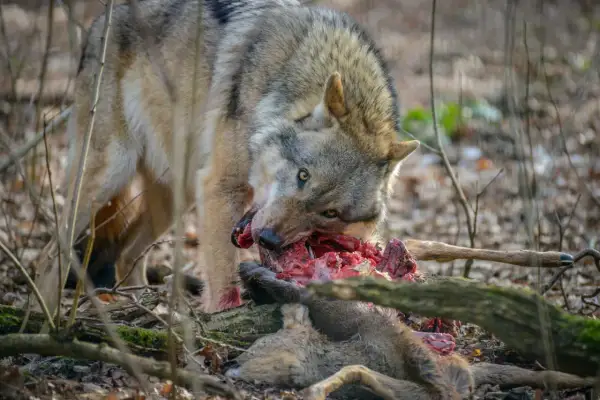 Ein Wolf frisst ein erlegtes Wildschwein im Wald. Die Szene zeigt die rohe Natur.