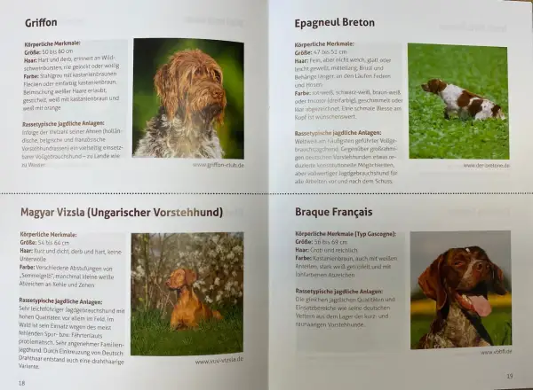 Ein brauner Jagdhund mit weißer Brust und Pfoten, der im Gras steht. Ein weiterer Jagdhund, ein Vizsla, sitzt im Gras.