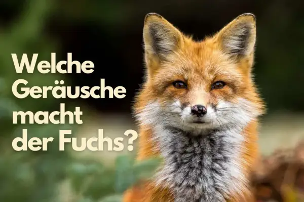 Ein Rotfuchs blickt neugierig in die Kamera. Die Frage "Welche Geräusche macht der Fuchs?" steht im Bild.