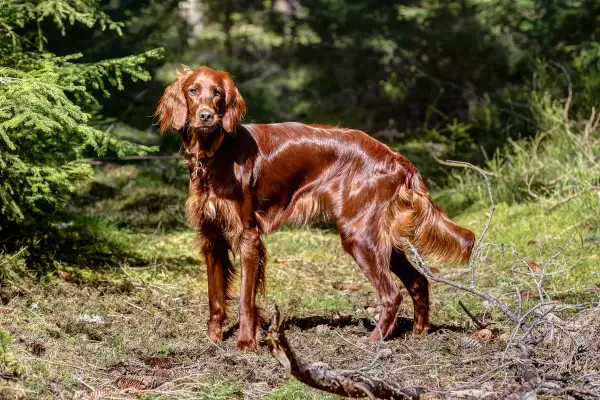 Ein schöner Irish Setter im Wald, der aufmerksam die Umgebung beobachtet. Keine Probleme hier, nur Natur.