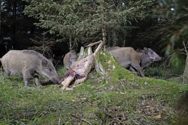 Wildschweine fressen ein Reh im Wald. Mehrere Tiere sind um den Kadaver versammelt, der auf einem moosbewachsenen Baumstumpf liegt.