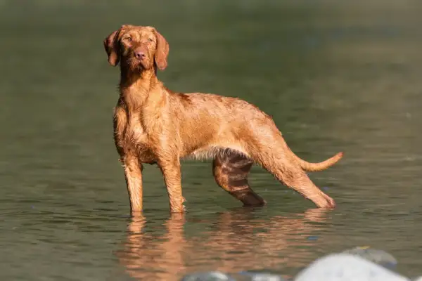 Ein brauner Drahthaar-Wischler steht im Wasser, sein Fell glänzt nass.