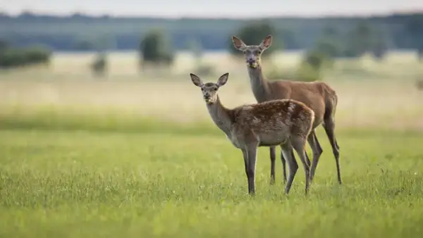 Zwei schmucke Rotwild-Tiere stehen auf einer grünen Wiese.