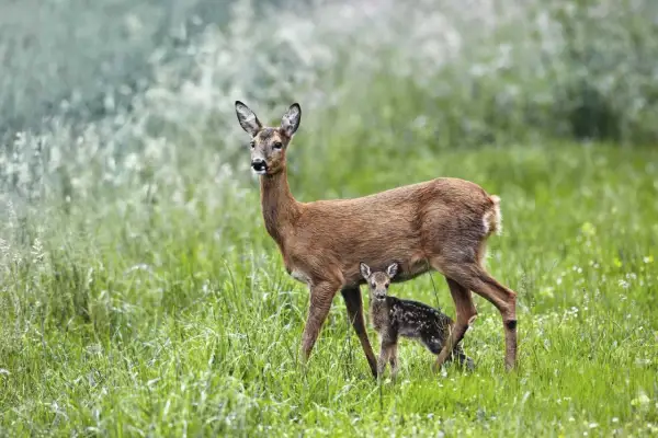 Eine Rehgeiß mit ihrem getupften Kitz im hohen Gras. Rehe sind oft in der Dämmerung aktiv, wenn sie nach Nahrung suchen.