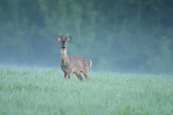 Ein Rehbock steht im Morgentau auf einer Wiese. Die Blattzeit hat begonnen, und das Rehwild ist aktiv.