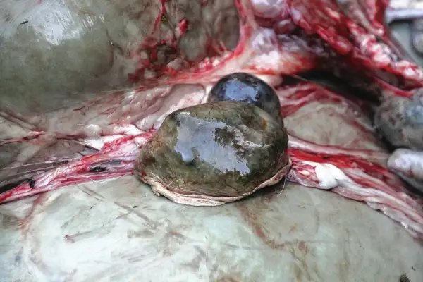 Nahaufnahme der Milz eines Rehs, die mit Blut durchzogen ist.