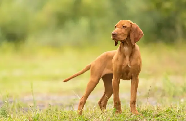 Ein junger, kurzhaariger Magyar Vizsla steht auf einer grünen Wiese und blickt aufmerksam zur Seite.